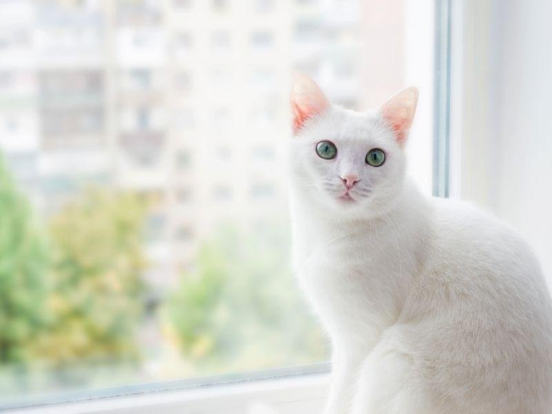 Instalação de redes de proteção em Joinville