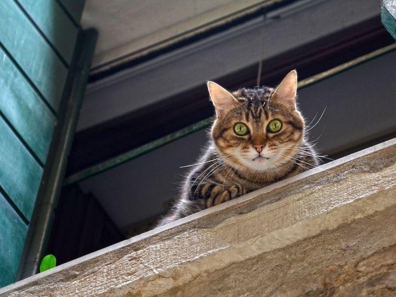 Proteja animais com rede residencial em Itapoá