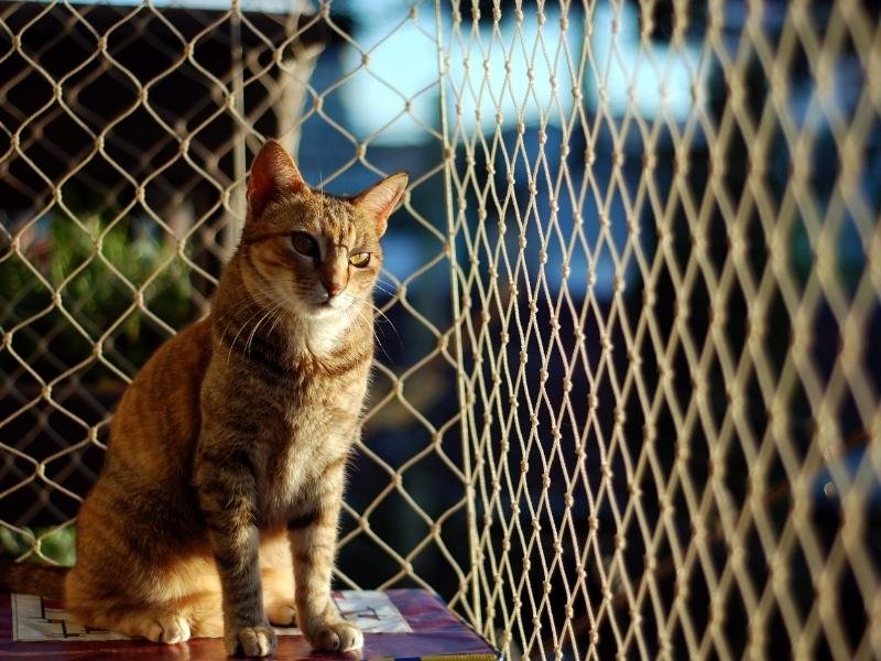 Tela de segurança para sua casa em Barra Velha