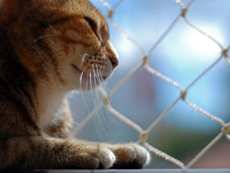 Proteja animais com tela de proteção em Itinga, Joinville